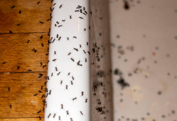 Best Rat Extermination Near Me  in Heritage Lake, IL